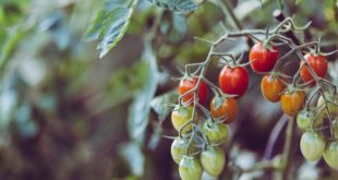 Как вырастить помидоры дома